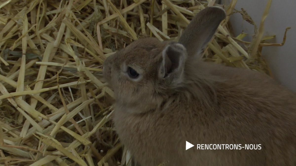 RENCONTRONS NOUS, ALAIN ZWYGART