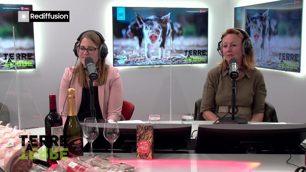 UMG, TERRE A TERRE n°17